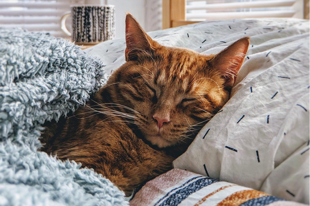 cozy-cat-sleeping