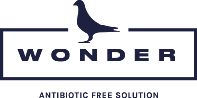 Wonder SRL